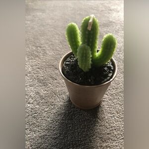 Candle Super Cute Cactus Shape New